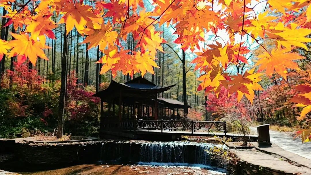 collect!The 5 most beautiful self-driving lines in autumn in China ...