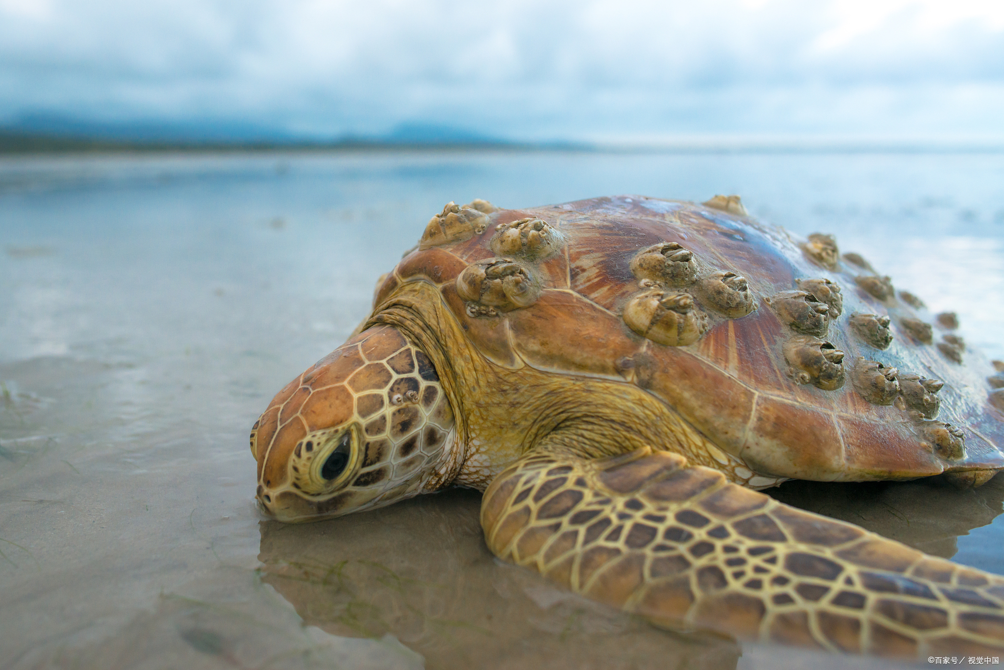 The most exciting time of the year is here! Ridge turtle nesting season ...