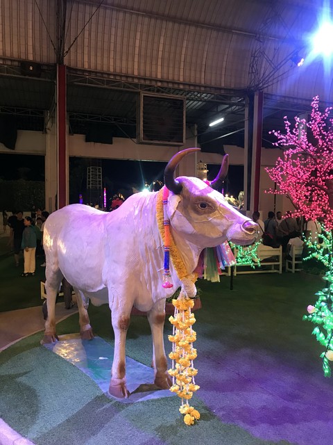 Good luck again and again, the zodiac pig will usher in spring in ...