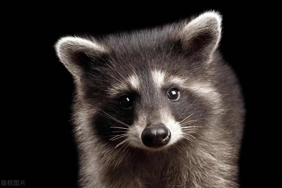 Little raccoon: You never know the cold knowledge behind the lively and ...