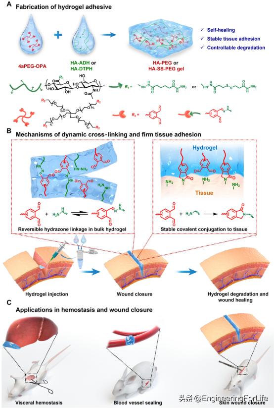 "Sci. Adv.": Injectable, self-healing hydrogel adhesive for seamless ...