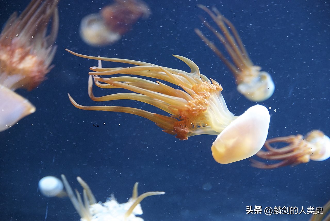 [The whole series of animal kingdom] Ring jellyfish suborder root