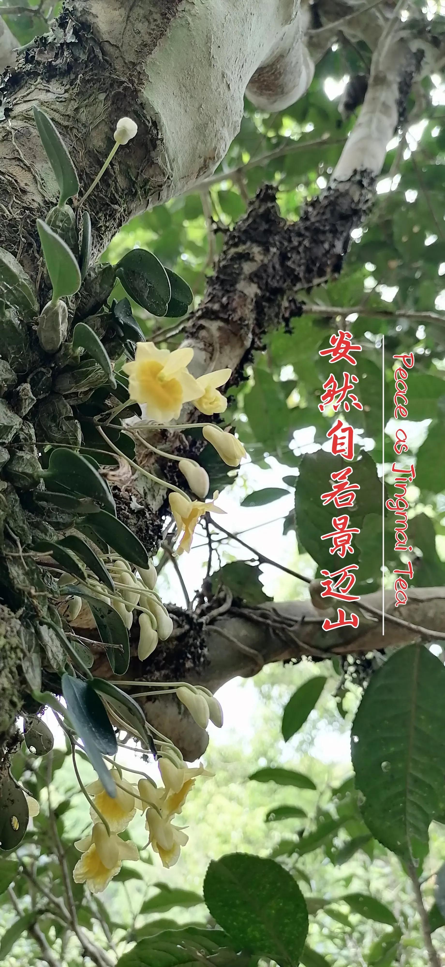 Tea Tasting: An Ran Ruo Su Jingmai Mountain - iNEWS