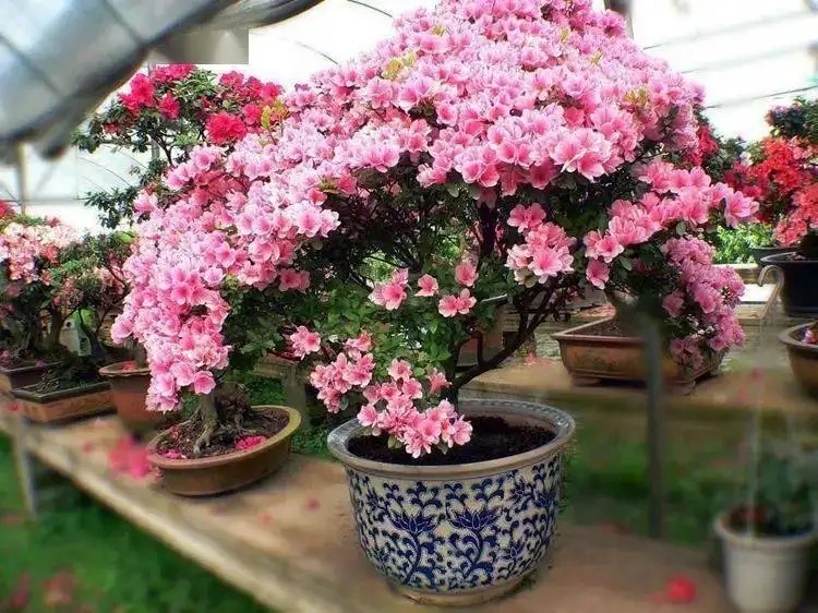 How to raise potted rhododendrons?Pour 