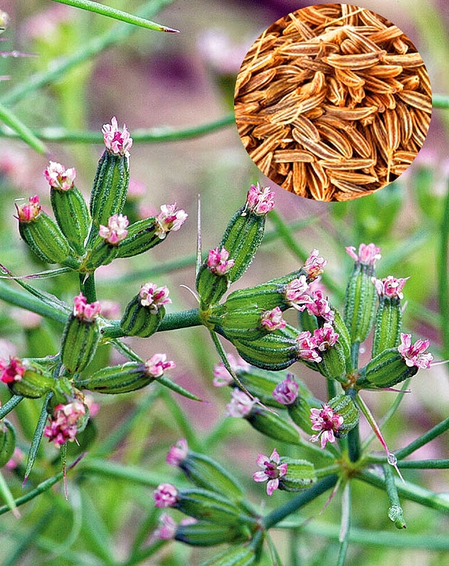 Cumin, the soul of barbecue, small body and desert feeling, Xinjiang