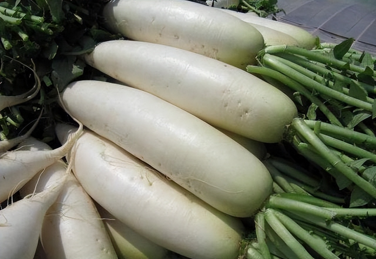 Can white radish be eaten casually?Doctor's advice these 4 types of people should eat as little