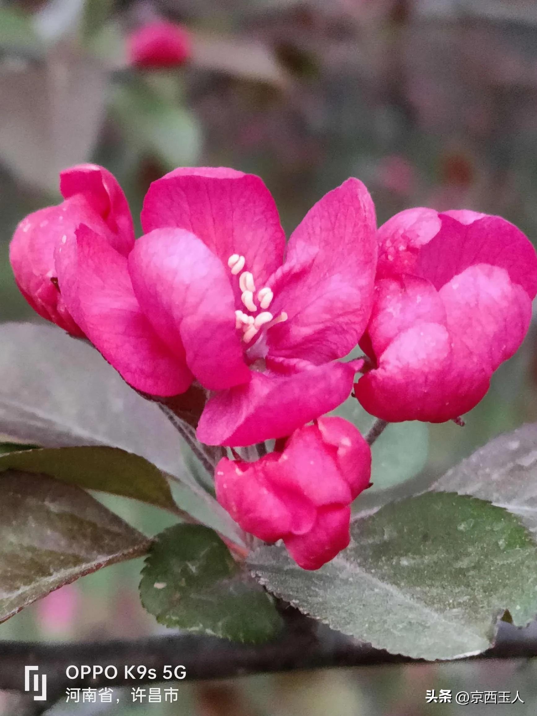 Yutang Fugui Begonia - iMedia