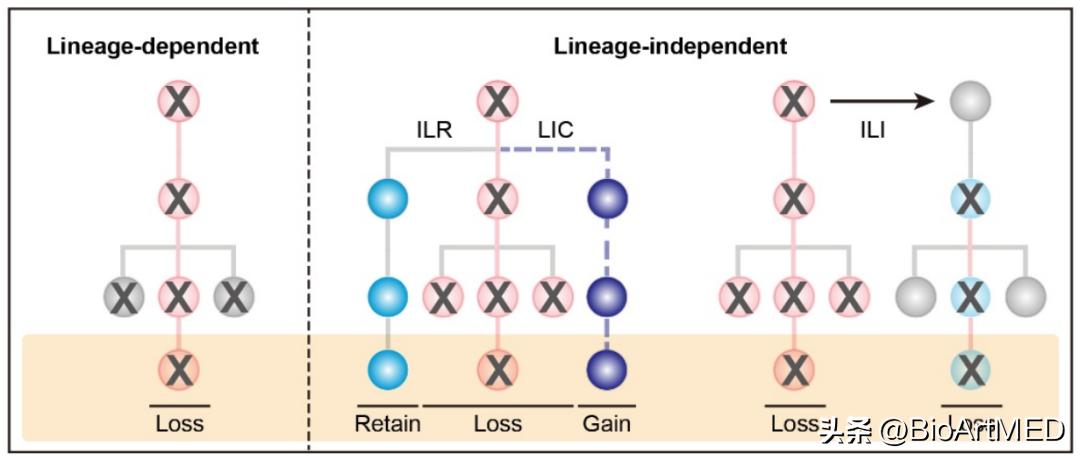 Qingfeng Wu/Yi Yi's team reveals the developmental programming ...