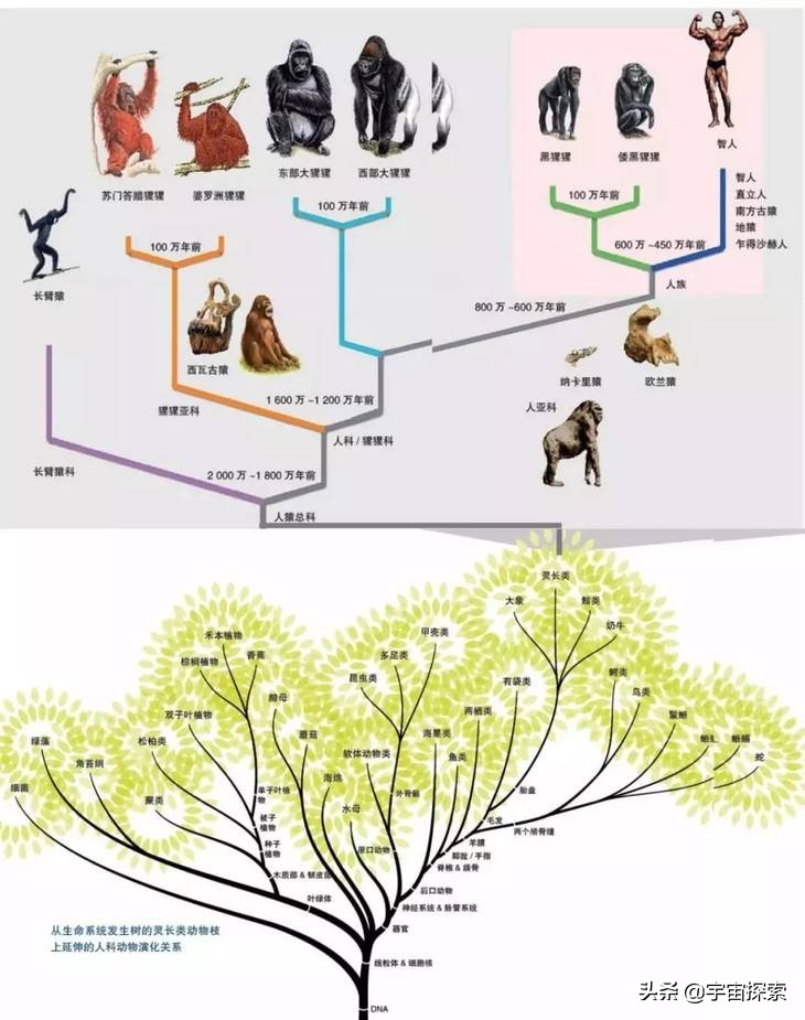 The theory of evolution emphasizes that life has been evolving. Why did modern humans stop
