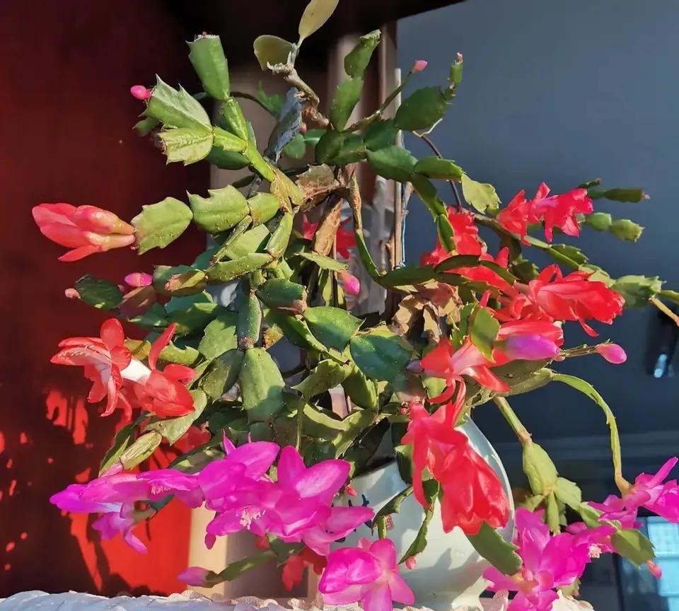 4 kinds of flowers are "night oxygen bar", keep a pot, sleep well, and