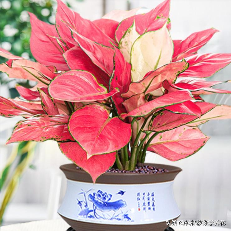 6 kinds of "lucky flowers", businessmen keep "it" with a lot of money