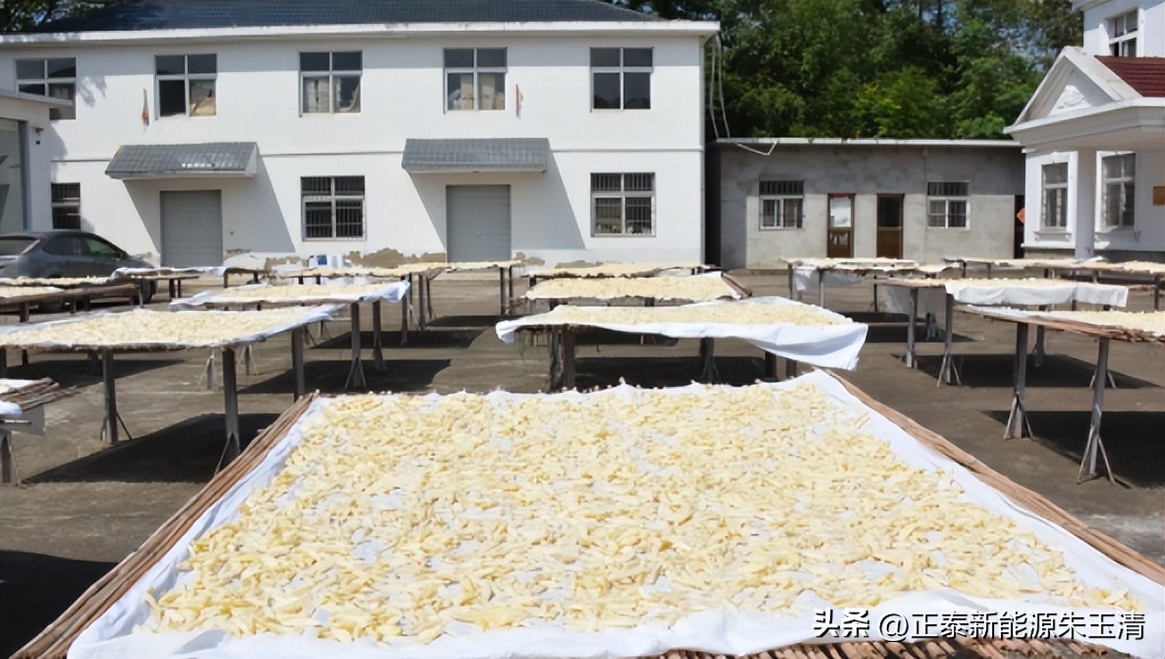 Ginger, White Ginger, Growing and Edible iNEWS