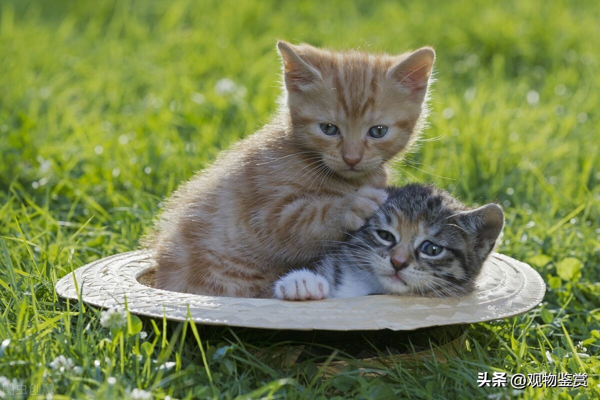 Do I have to prepare a cat litter box before adopting a cat?What can I