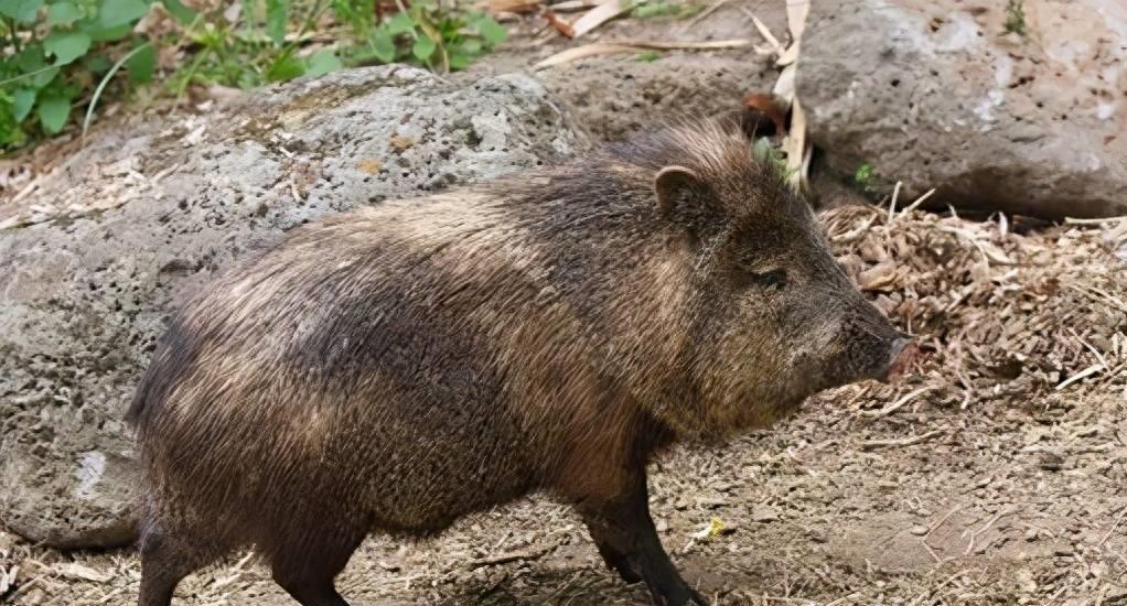 Mysterious Wild Boar: Strange Phenomenon of Fukushima Radiation - iMedia