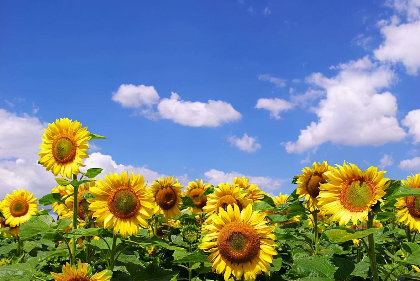 The tallest sunflower in the world is taller than a three-story ...