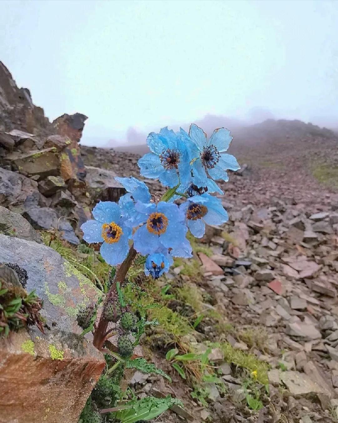 Share pictures "Flower of Dreams" Meconopsis , the flower closest to