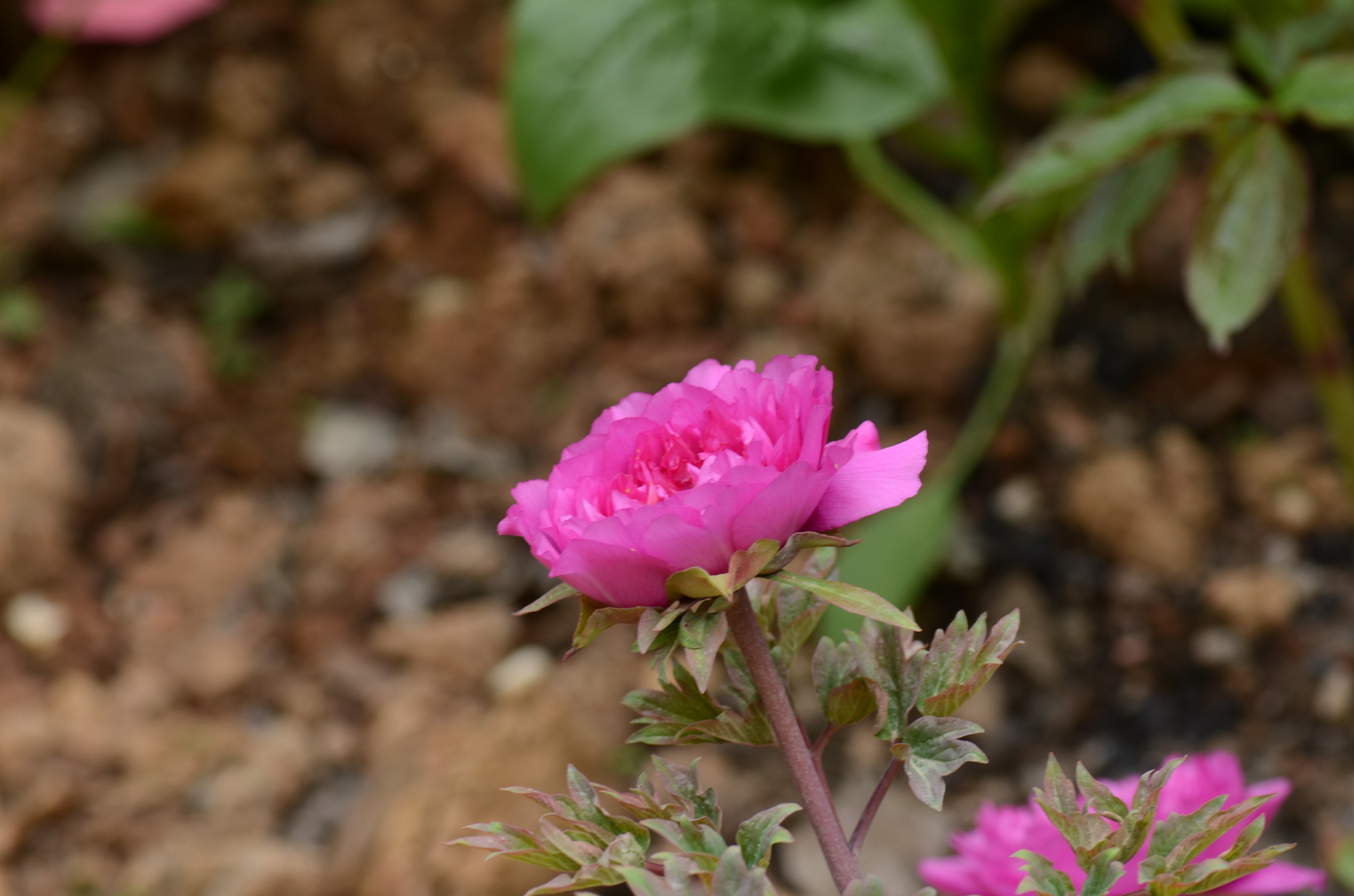 1056 Natural hybridization pathways in orchids iNEWS