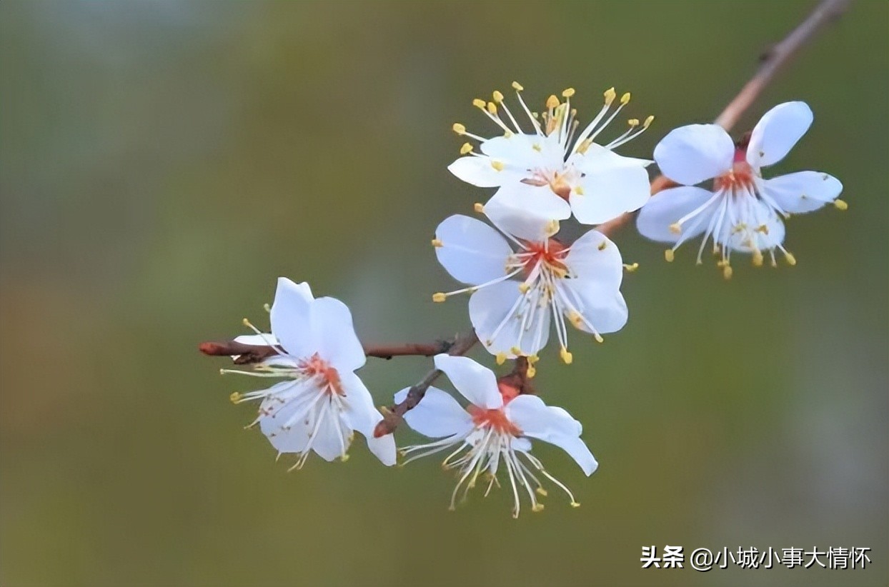 Flowering consumes nutrients.Why do some plants "flower before leaves