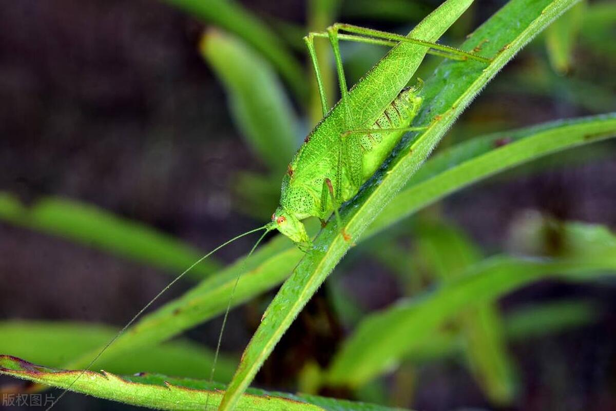 Locust Introduction Is a grasshopper a locust? What is the difference between a grasshopper ...