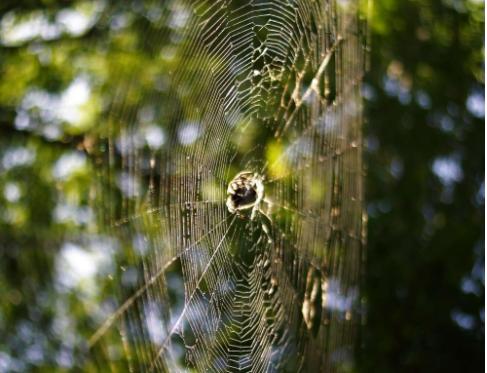 Do you think spider webs are sticky? See how spiders walk freely on the ...
