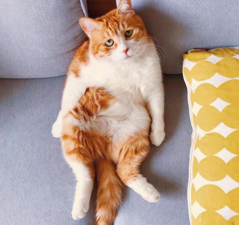 Why do orange cats get fat easily? iNEWS
