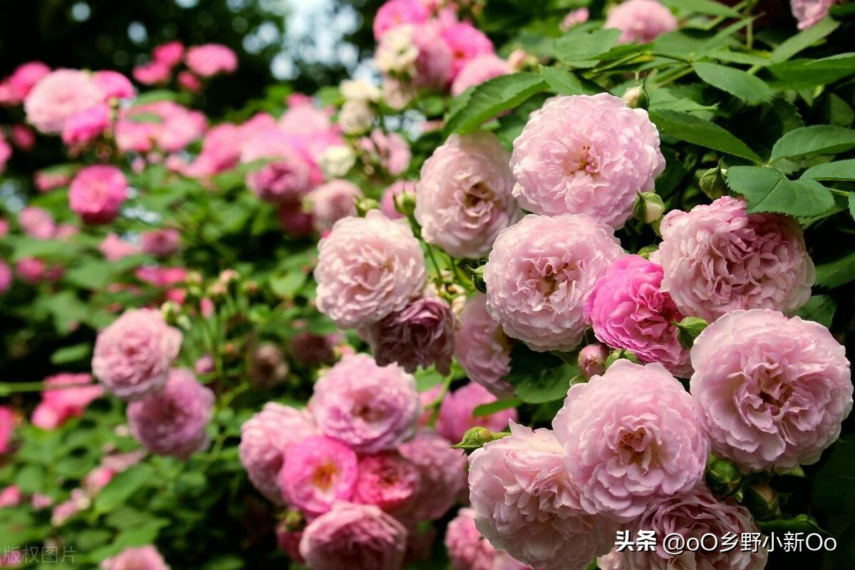 Demystify the flowering frequency of roses! How many times a year do