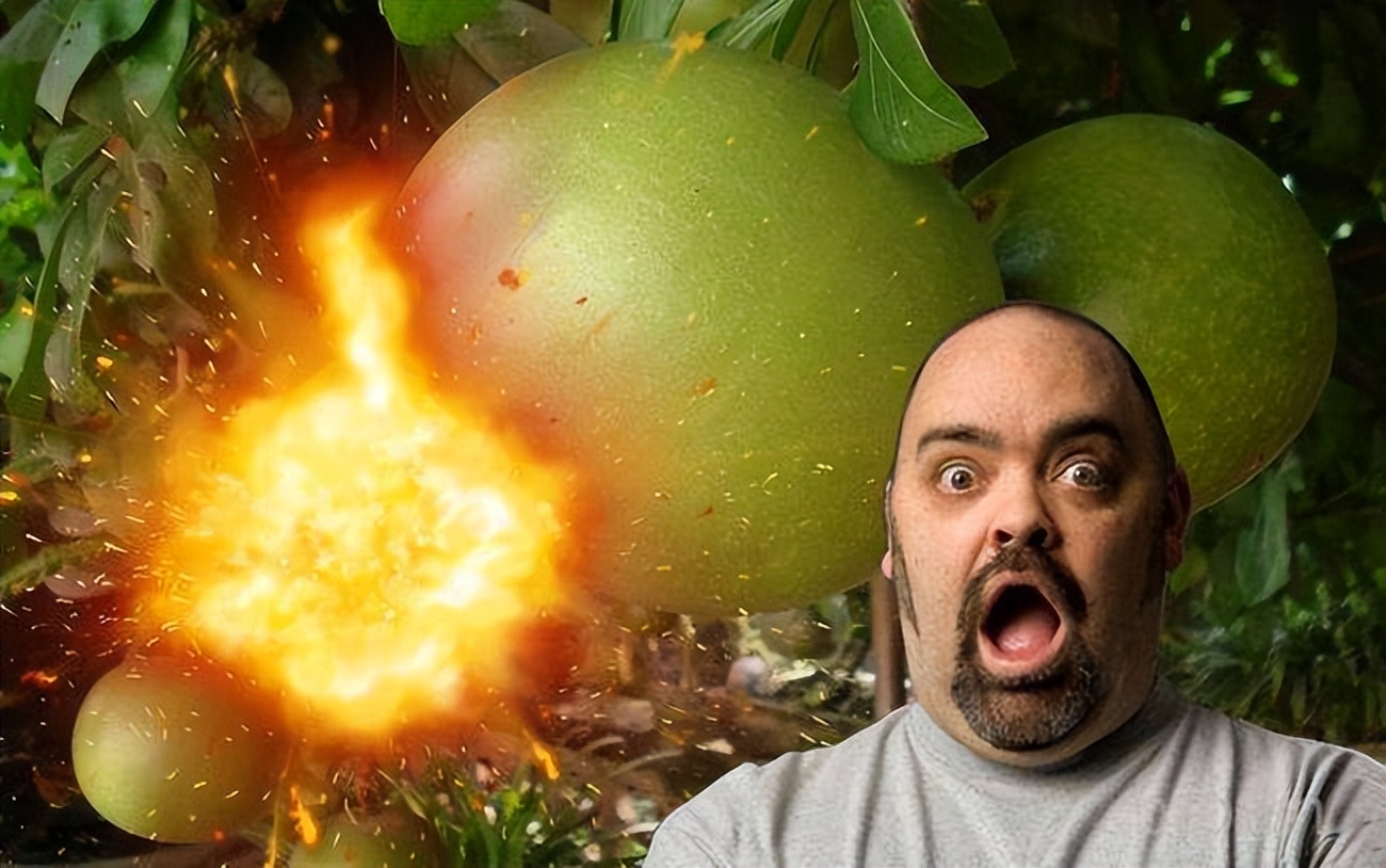 The most dangerous tree in the world, the fruit can explode, the power ...