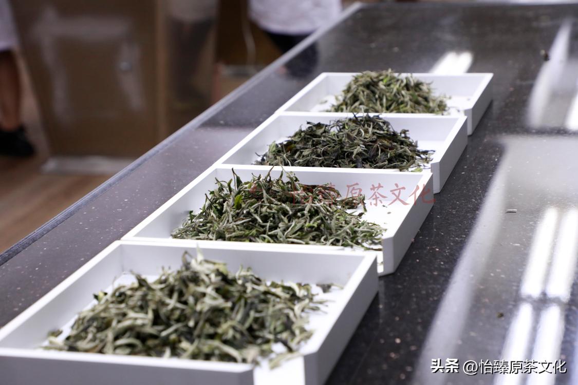 Exploring the four grades of Fuding white tea, how tea makers make