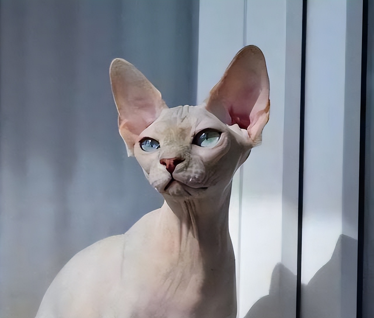 Why can't hairless cats sell?Full of no wonder it's not