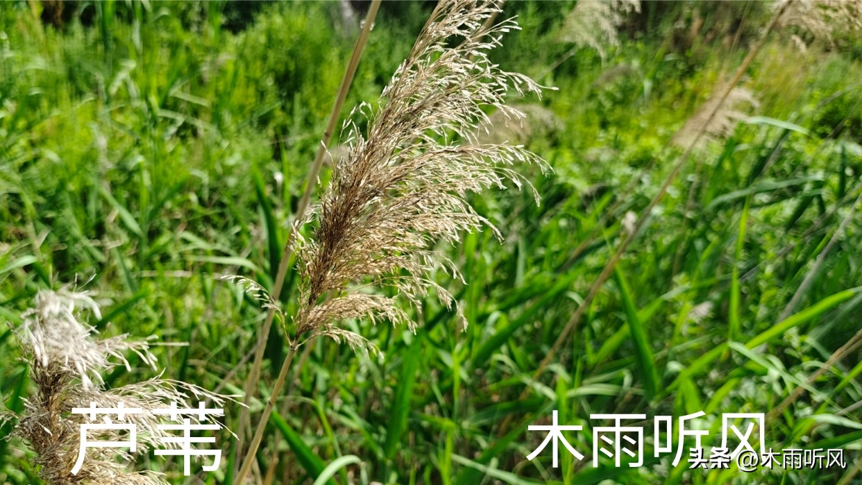 How to kill reed weeds in the field? Which herbicide is best for