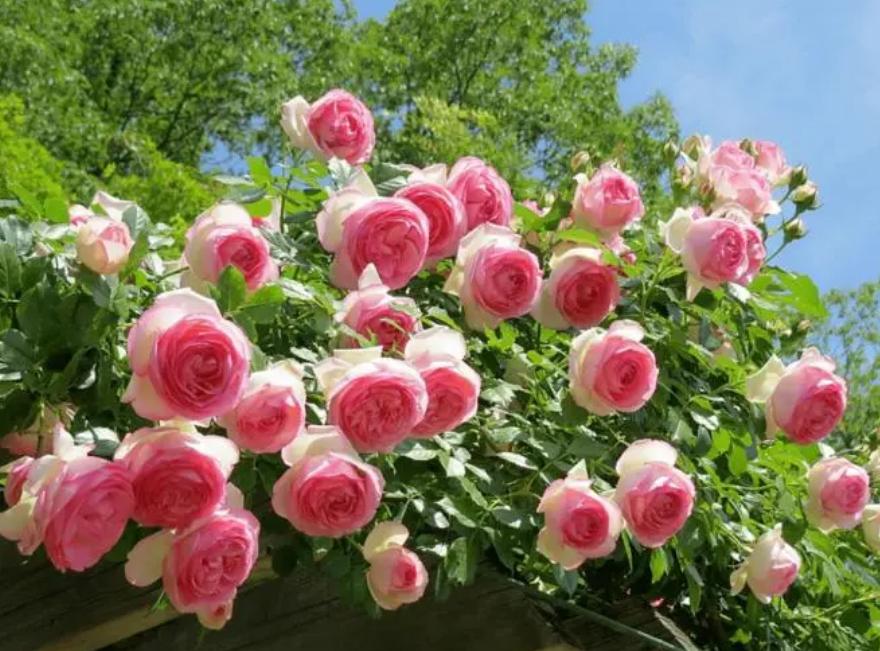 Some friends say that rose flowers are poisonous? In fact, it is not