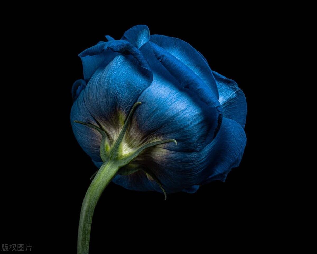 What color is the most expensive eustoma? iMedia