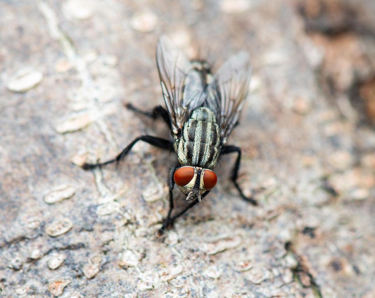 Do you know why flies rub their hands together all day long, and sometimes they rub their heads