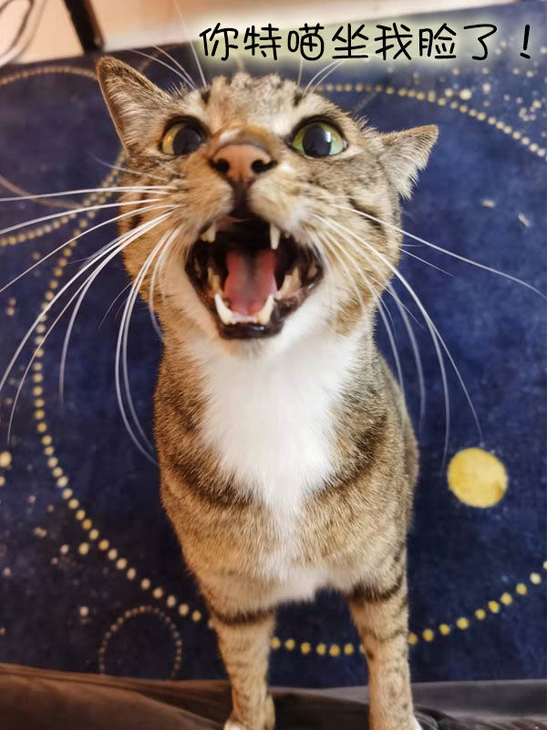 Do cats get squished when they sleep with people? iNEWS