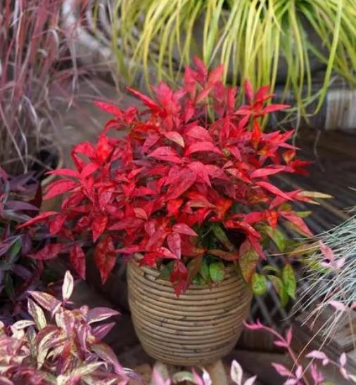 Can't tell the difference between Red Leaf Nandina and Flame Nandina