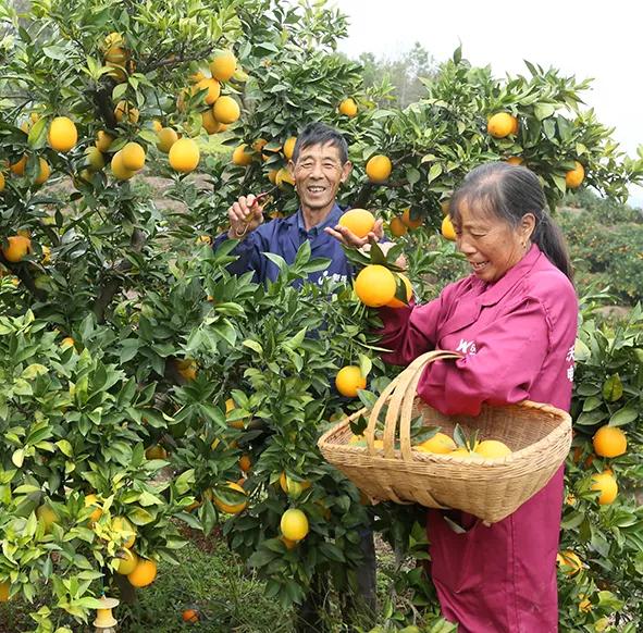 Yangbu calls you to pick navel oranges iNEWS