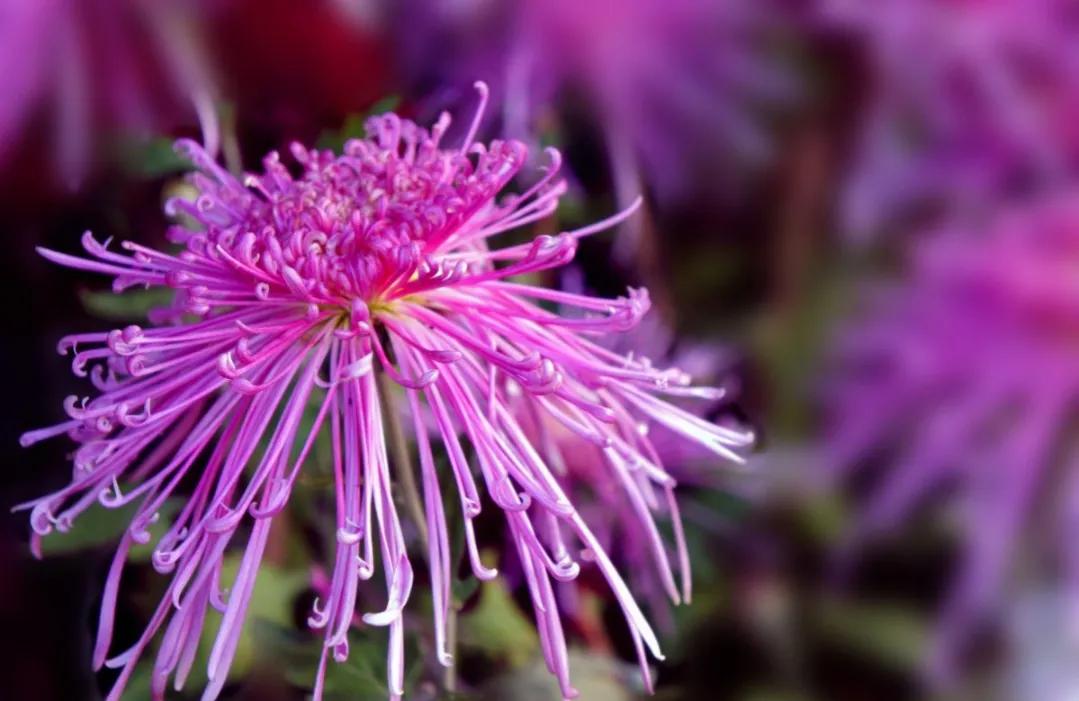 Share one by one beautiful delicate flowers - iNEWS