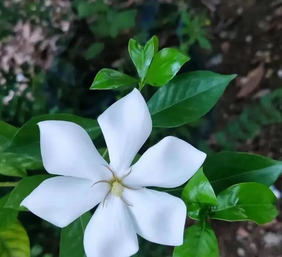 Beginners grow flowers, avoid five bad habits, grow vigorously, and bid