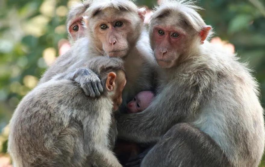 These animals also have menstrual periods and produce menstrual blood