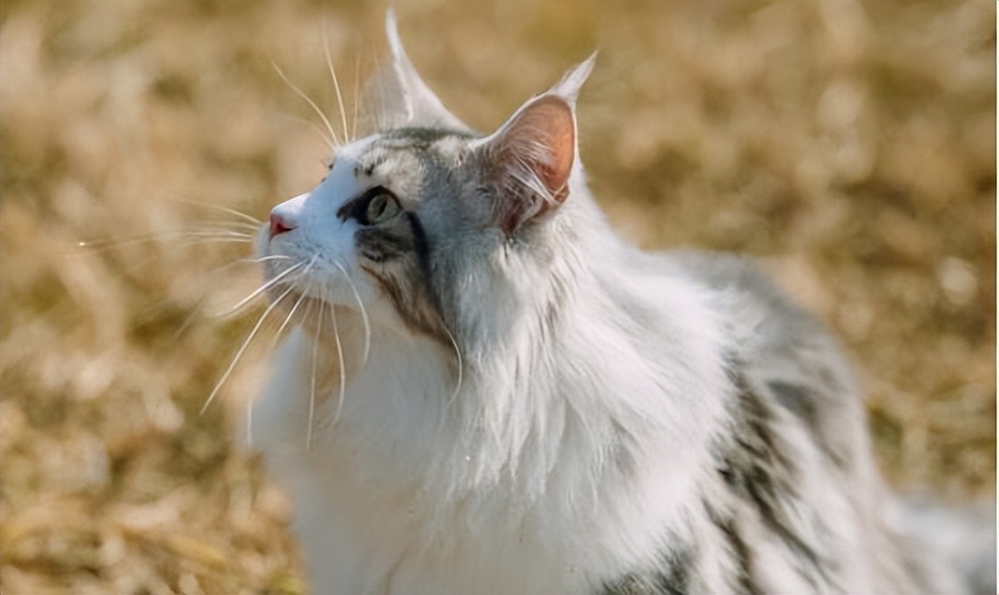 Worried about "cat hair" everywhere?Three minutes to teach you to