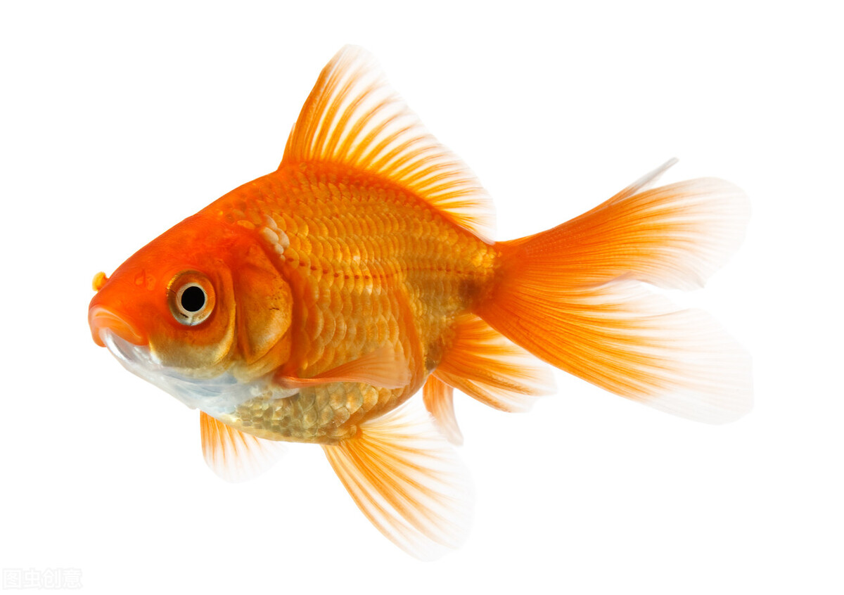 家養金魚的養殖技術 資訊咖