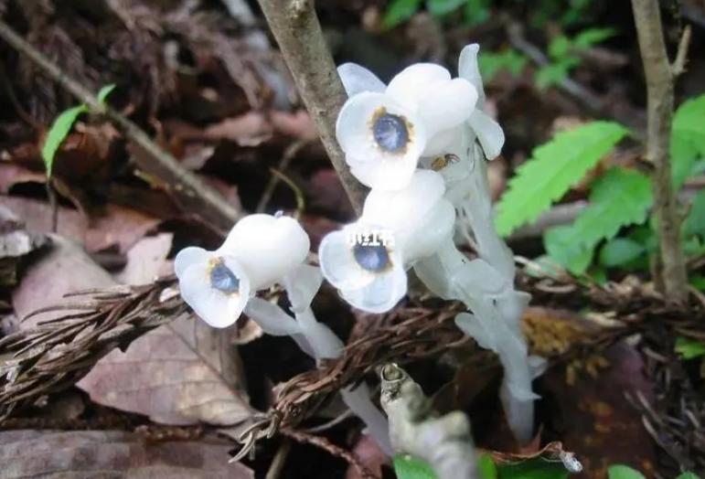 Hundreds of "flowers of the underworld" appeared in Hunan. What does it