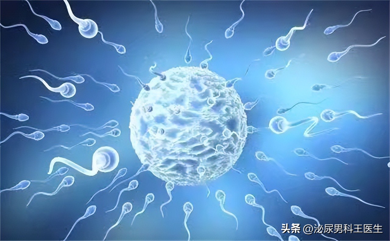 What happens to the sperm that has not been successfully "fertilized