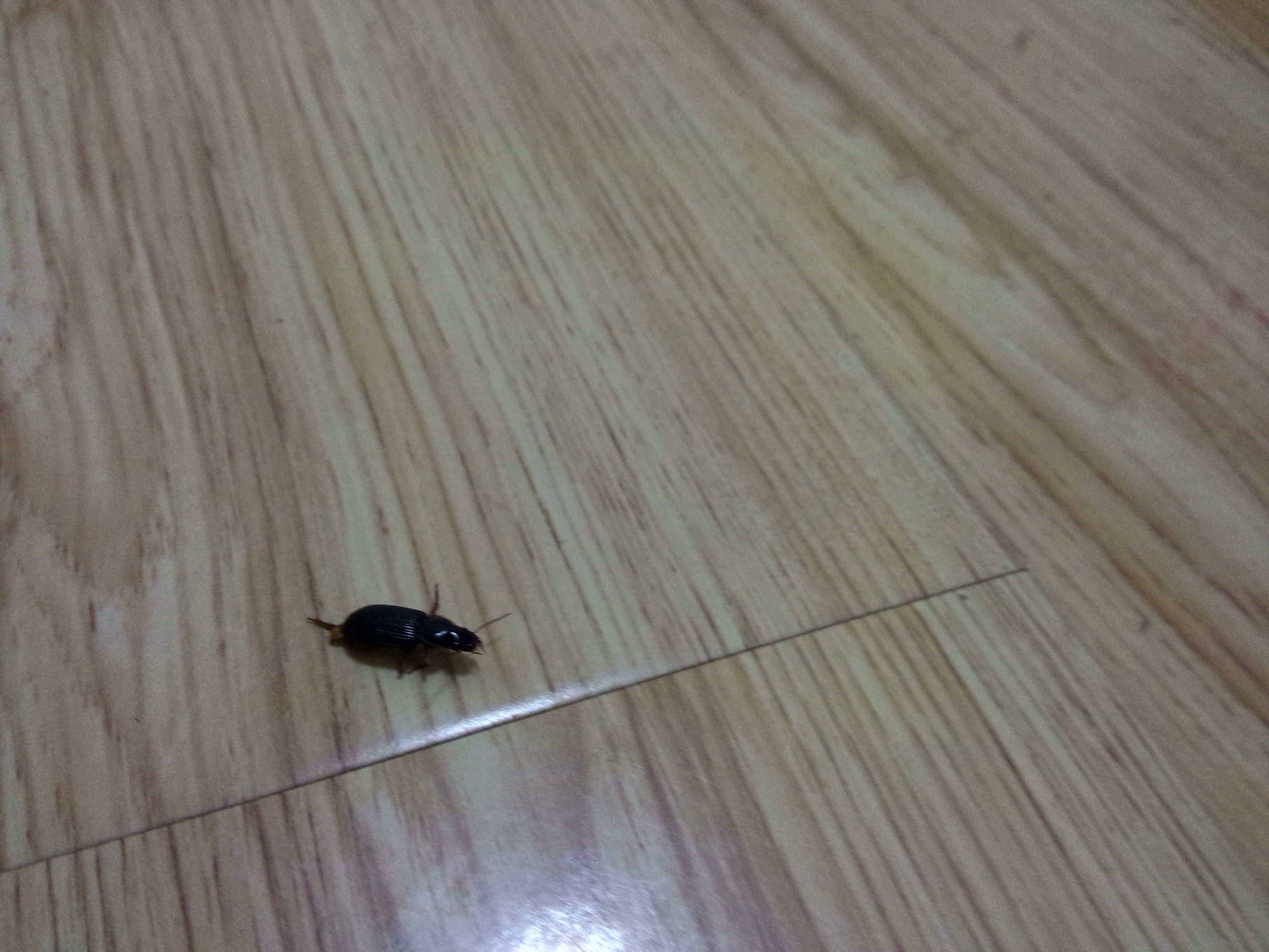 How to remove black bark beetle? What should I do if there are always