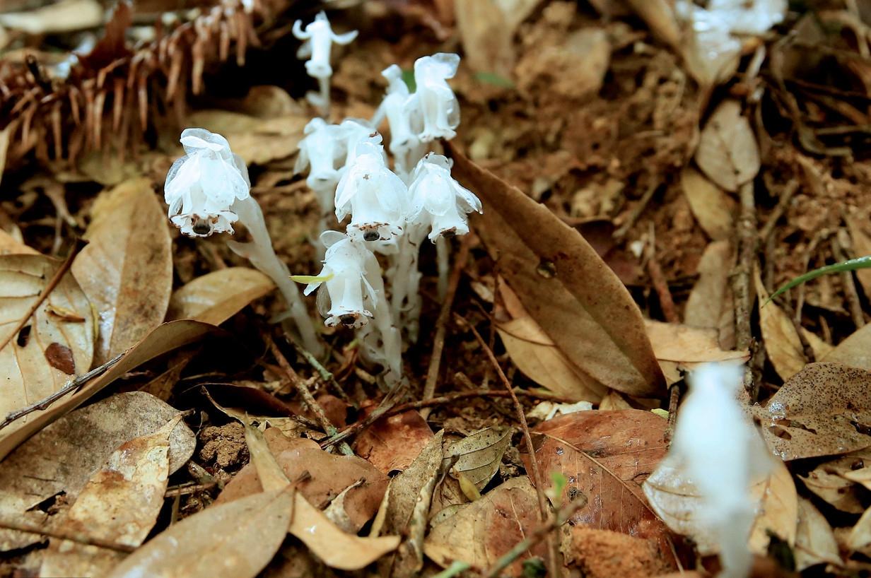 "The Flower of the Underworld" appeared in Shaoyang, Hunan. What does