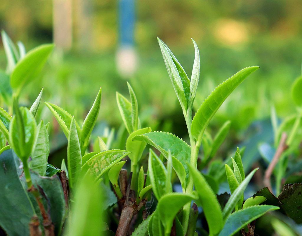 Fans came to ask Do I have to change the tea leaves after the fall