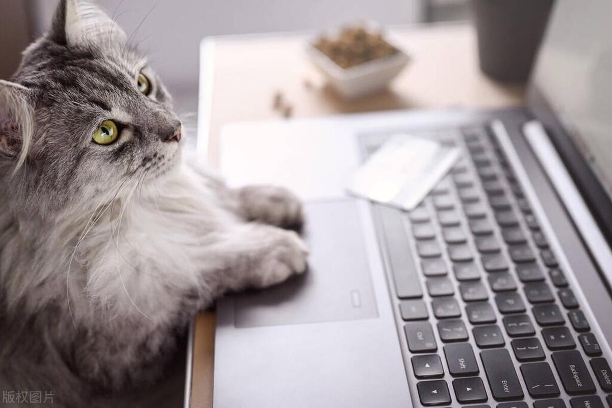 Why do cats like to lie on the keyboard? Uncover the cat's "keyboard