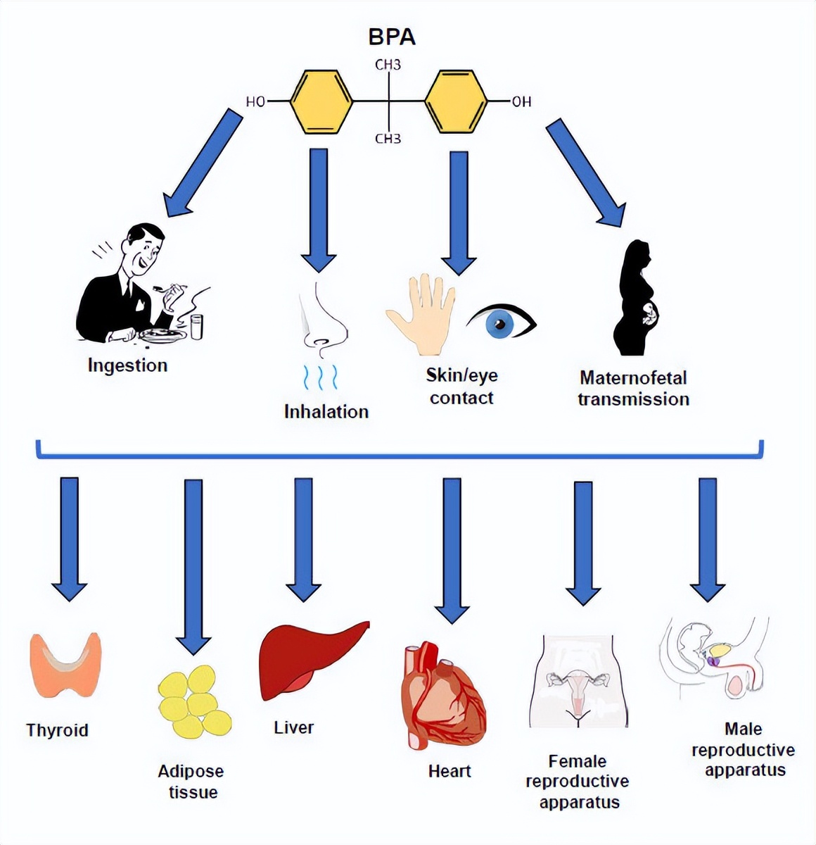 Inventory of the 16 most common endocrine disruptors and how to avoid