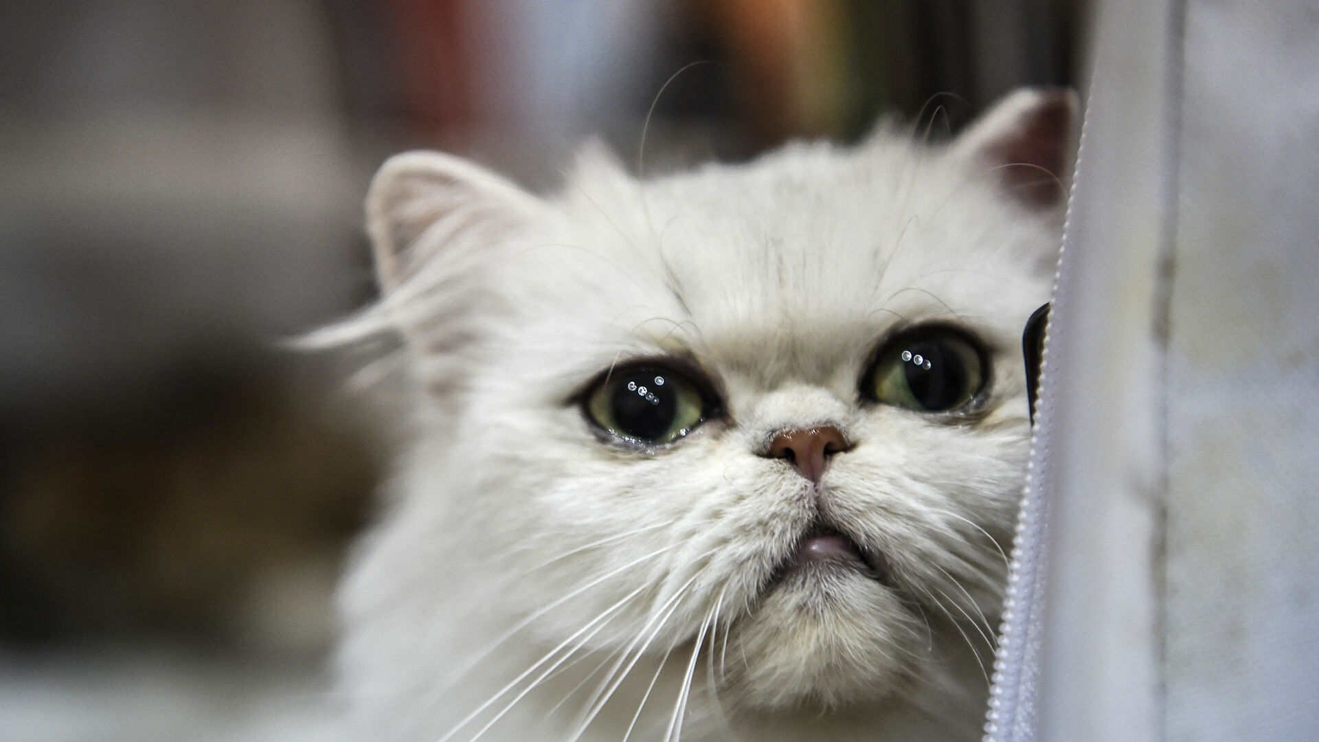 Russia is sanctioned, and the Russian cat is innocently lying at the