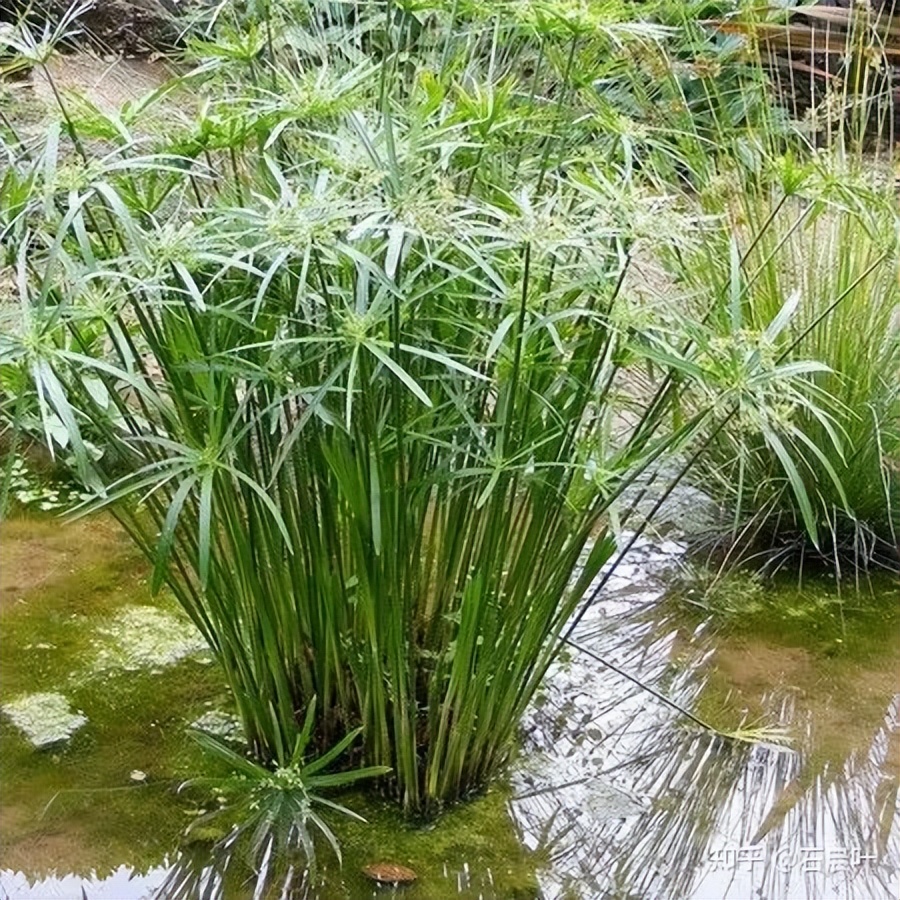 Reconstruction of the origin and production techniques of Egyptian